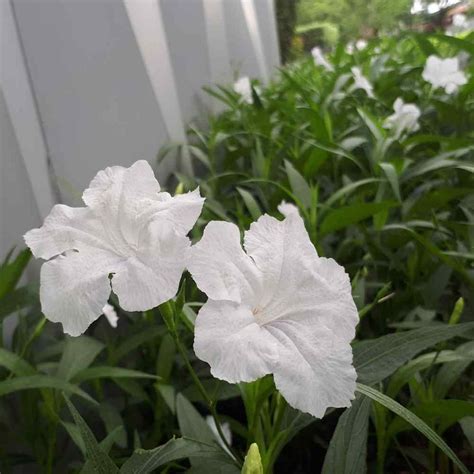 Jual Online Seeds 1 Stek Batang Bunga Ruellia Putih Tegak Reullia
