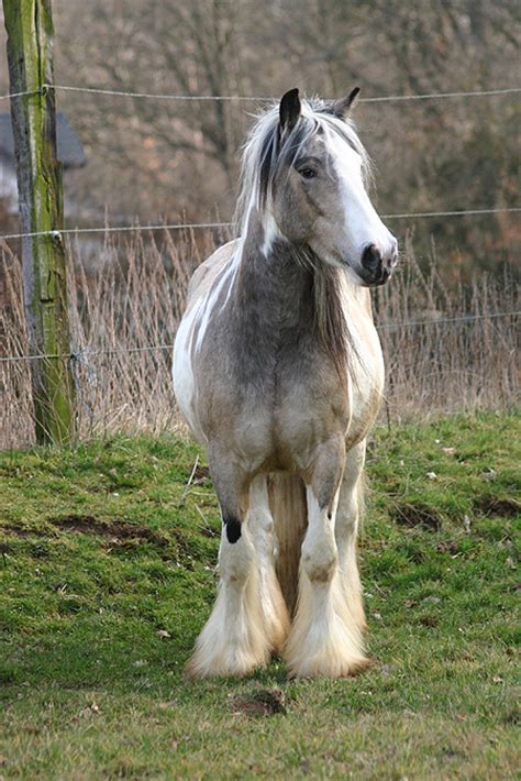 The gypsy horse is a beautiful and versatile breed. Shayenne | Gypsy Vanner Mare for Sale | Buckskin and White