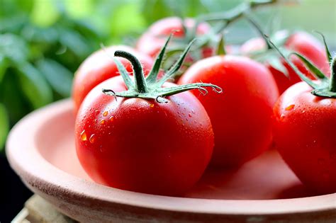 Freshly Picked Tomatoes - Picography Free Photo