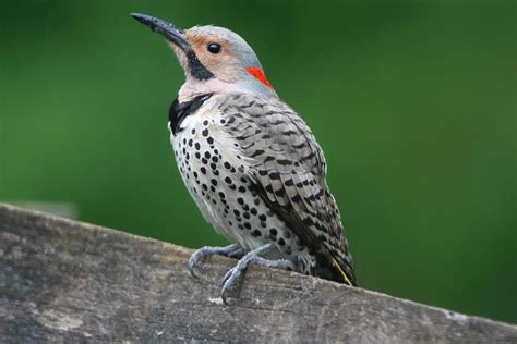 Birds Of Ohio Top 40 Species Found In Your Backyard