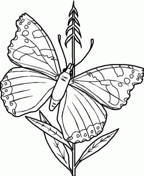 Have fun colouring our simple butterfly colouring page with bright, bold colours. Free Printable Butterfly Coloring Pages For Kids