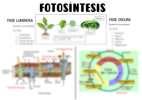 Solution Fotosintesis Studypool