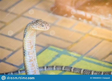 King Cobra Ophiophagus Hannah The World S Largest Venomous Snake