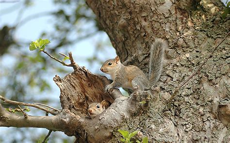 Sleeping Habits Of The Squirrels And Their Common Nests Flying Squirrel