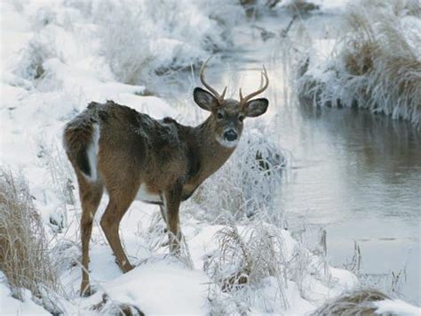 🔥 40 Deer In Snow Wallpaper Wallpapersafari