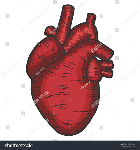인간의 심장 해부학 스크래치 보드 모조품을 스톡 일러스트 1920532808