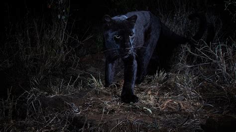 This panther is not a distinct species itself but is the general name used to refer to the black colored feline of the big cat family, most notably leopards. Rare African Black Leopard Photographed for the First Time ...