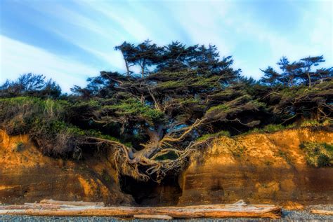 Tree Of Life Washington Trail Olevia Southerland