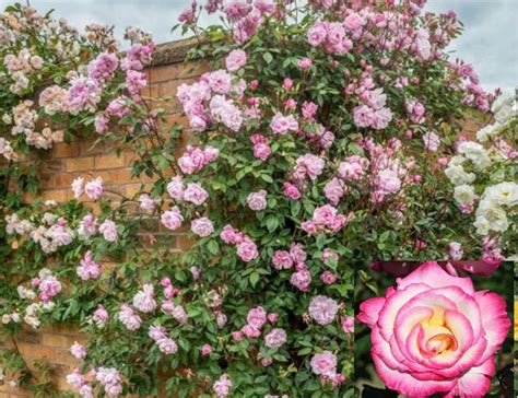 Rare Climbing Rose Plant 10 Or 20 Seeds Baby Pink Blooms Etsy
