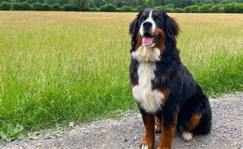 Bernese Mountain Dog Guide Exercise Needs Stories And Tips