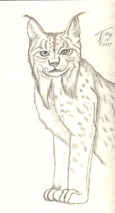Iberian Lynx By Thegraphicacademic On Deviantart
