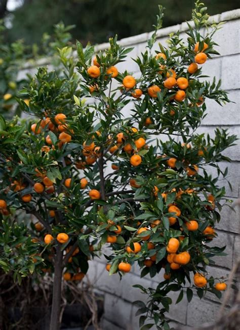 Maybe you would like to learn more about one of these? The Truth About Indoor Citrus Trees (Hint: They Belong ...