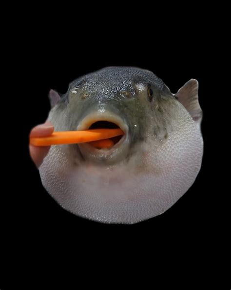 Pufferfish Eating A Carrot Meme Funny Blowfish Dank Memes Digital Art