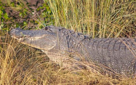 Kiawah Island Alligator Visit Kiawah Island