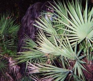 The routes traverse paved trails, roads and parks full of old florida flora, fauna and charm. The Skunk Ape - Florida's Bigfoot - WestPalmBeach.com