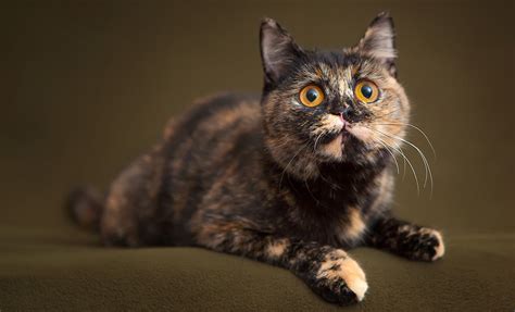 Tortoiseshell Cat Facts With Pictures Cat Breed Selector