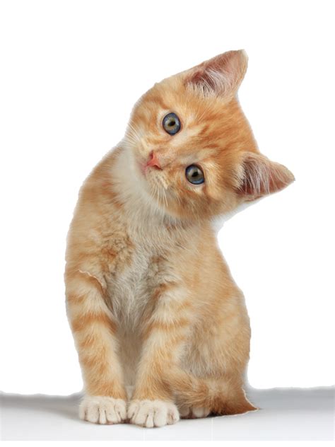 Download Kitten Clipart Hq Png Image In Different Resolution Freepngimg