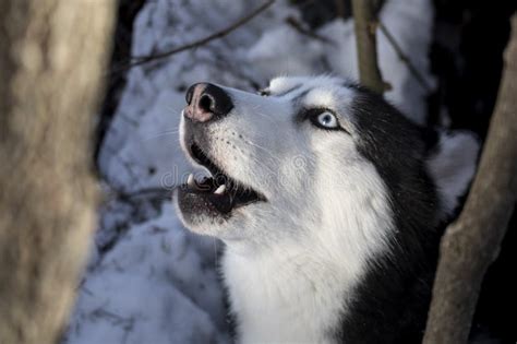 Howl Dog Siberian Husky Dog In Winter Sunny Forest Stock Photo