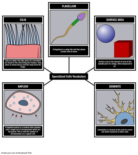 Specialized Cells Vocabulary Spider Map Storyboard