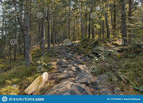 Spring Pine Forest In Rocky Mountains Soft Focus Sunny Landscape Stock