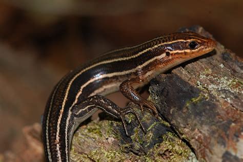 Juvenile Broadhead Skink Eumeces Laticeps Flickr Photo Sharing