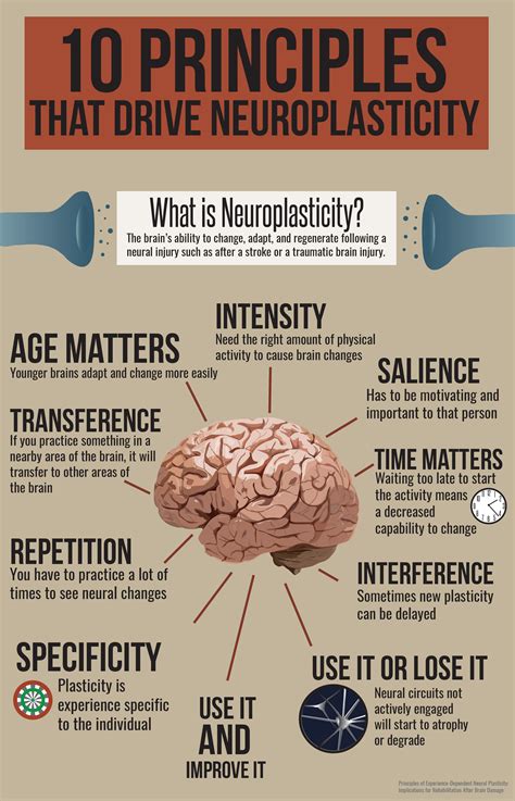 How Does Neuroplasticity Work Infographic - vrogue.co