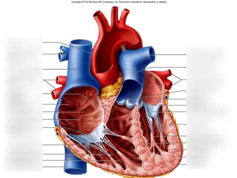 Cardiovascular System SEPTUMS OF THE HEART INTERNAL FEATURES OF THE