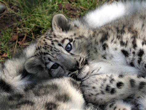 Download Baby Snow Leopard Wallpaper Gallery