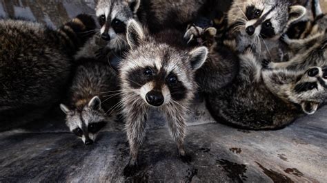 Signs You Might Have Raccoons In Your Attic Atticare