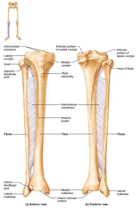 The Tibia And Fibula Human Anatomy And Physiology Human Bones