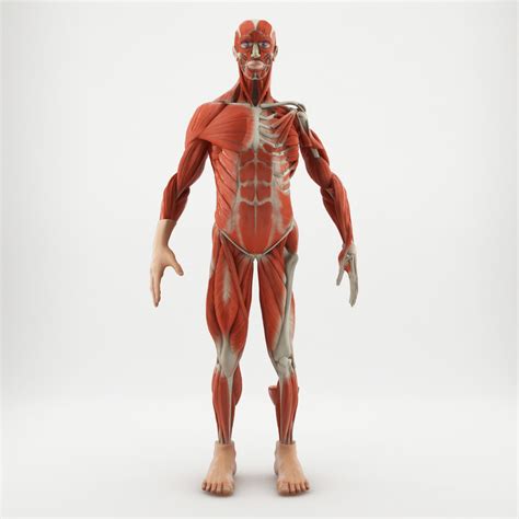 Figure Human Anatomy 3d 1145282 Turbosquid