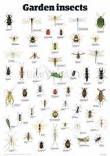 Garden Pest Identification Chart Images