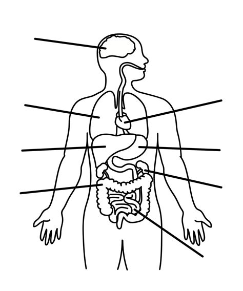 Human Body Outline Organs Human Body Worksheets Human Body Organs