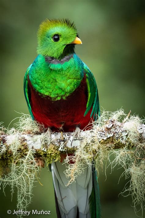 Resplendent Quetzal Beautiful Birds Nature Birds Pretty Birds