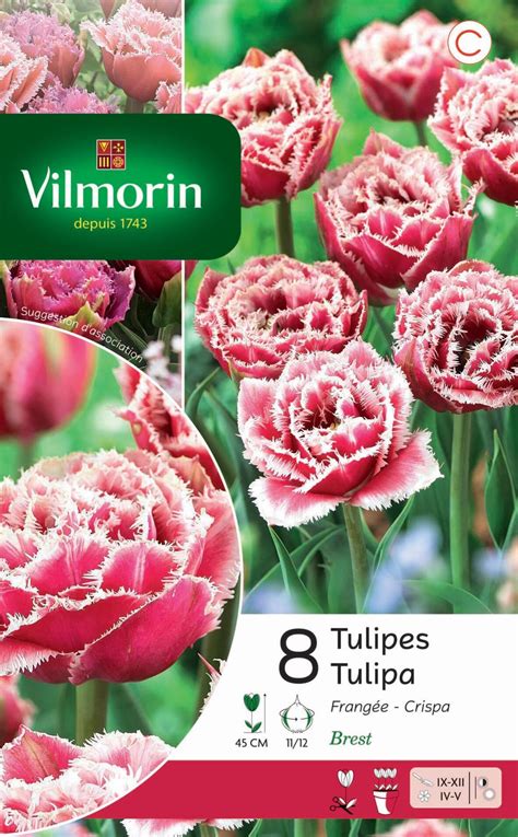 8 Bulbe Florale Tulipa Rose Blanc Leroy Merlin