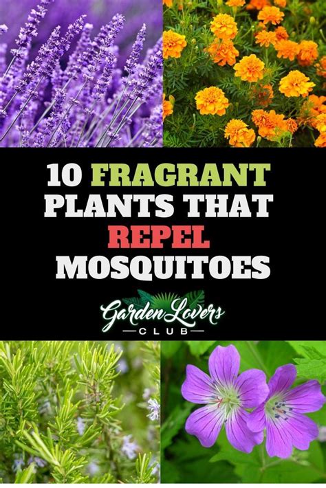 10 Fragrant Plants That Repel Mosquitoes Mosquito Repelling Plants