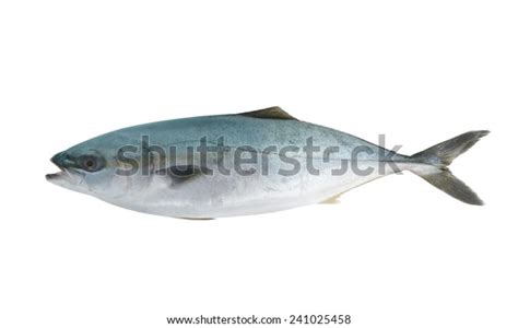 Seriola Dumerili Fish Greater Amberjack Fish Stock Photo 241025458