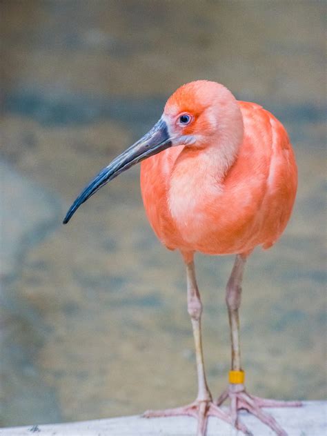 Scarlet Ibis Tulsa Zoo