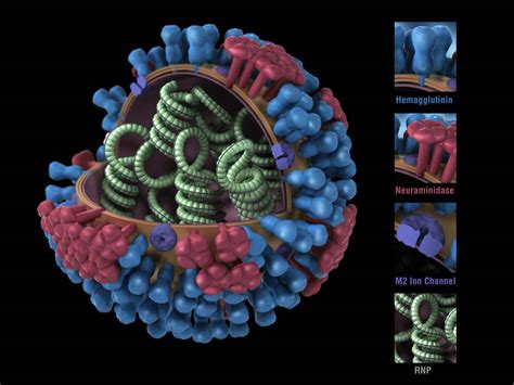A Universal Influenza Vaccine May Be One Step Closer Bringing Long