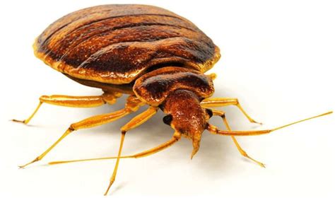 Bed Bugs Removal 99 Attack Pest Control Sydney