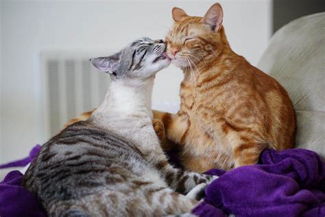 Adorable Cats Cant Stop Showing How They Love Each Other After A Few