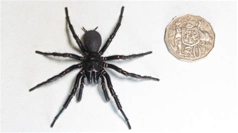 Deadly Male Funnel Web Spider Hercules Breaks Record As Biggest Ever