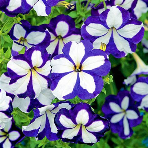 Seeds Petunia X Hybrida Blue Star F1 Bright Annual Flower Etsy