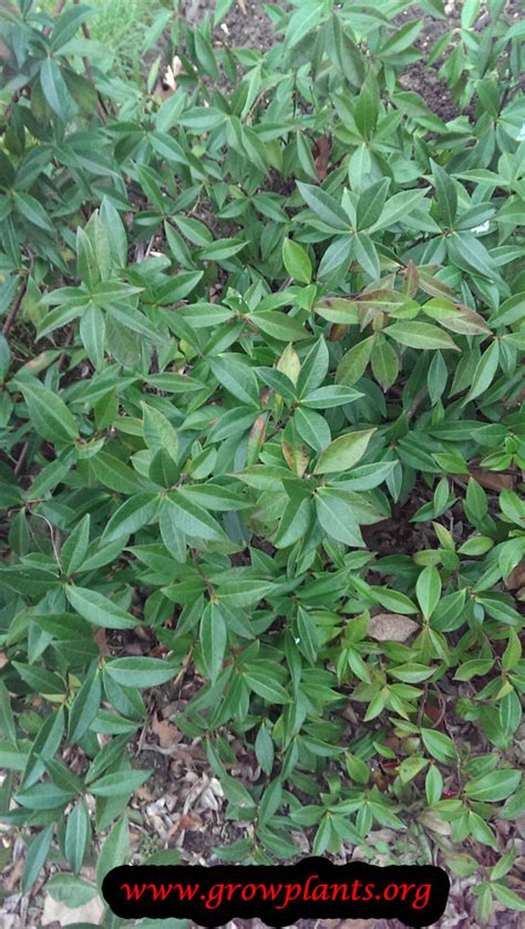 Is star jasmine poisonous to humans? Star jasmine - How to grow & care