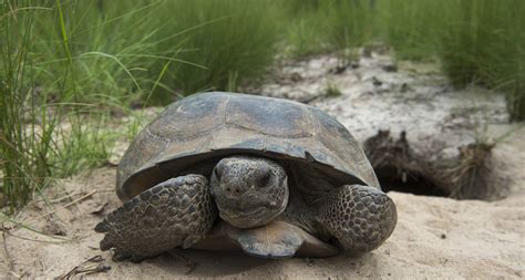 Gopher Tortoise Priority Species