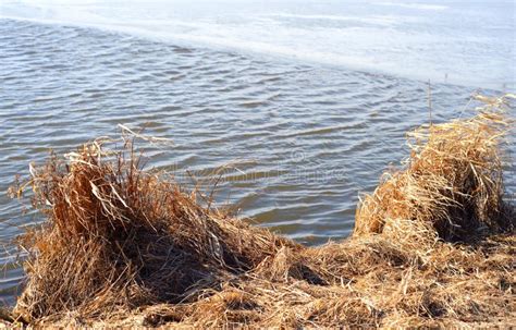 Dry Grass On The River Coast Stock Image Image Of Rural Early