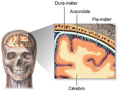 The meninges are composed of the dura mater (outer). Meninges | Pia Máter - Aracnóide - Dura-máter | Anatomia e ...