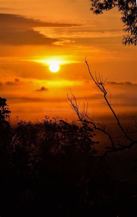 Orange Sunrise With Fogs In The Forest Silhouettes Of Trees At Dawn
