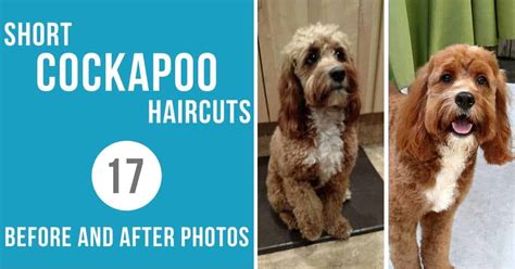 Short Cockapoo Haircut Styles Before And After Photos
