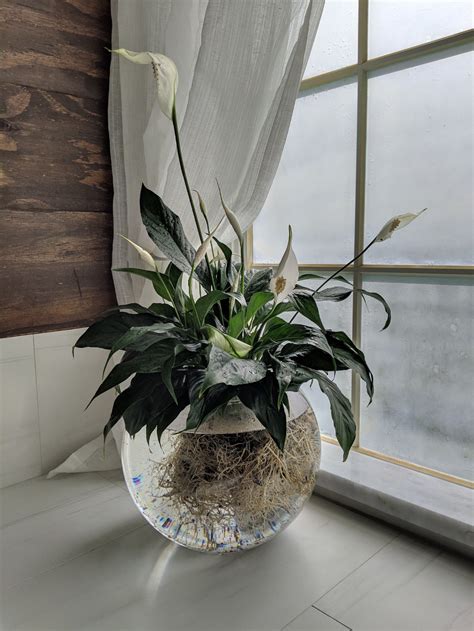 Peace Lily 9 Amazing Indoor Plants That Grow In Water En Water
